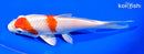 7" HARIWAKE