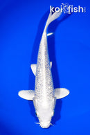 9" GINRIN PLATINUM OGON