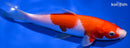 8.5" KOHAKU