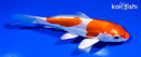 5.75" KIKUSUI