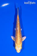 5" GINRIN YAMABUKI OGON