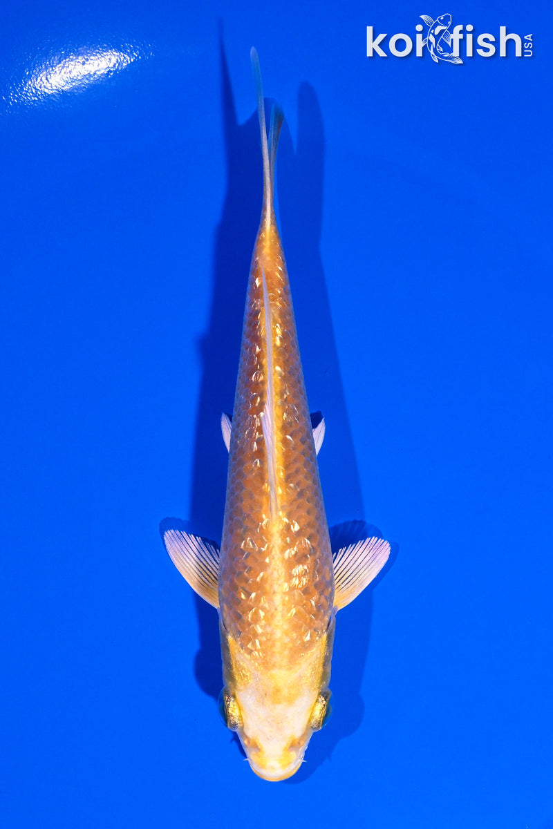 5" GINRIN YAMABUKI OGON