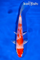 6" HARIWAKE
