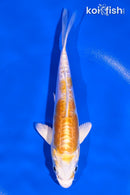 5.5" DOITSU LEMON HARIWAKE
