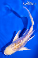 5.25" GINRIN LEMON HARIWAKE BUTTERFLY