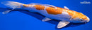 9.25" KIKUSUI