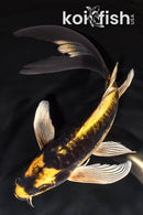 7.75" ARGOKE  KIN KABUTO BUTTERFLY