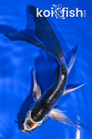 5.75" TANCHO BENI KIKOKURYU BUTTERFLY
