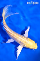6" GINRIN YAMABUKI OGON BUTTERFLY