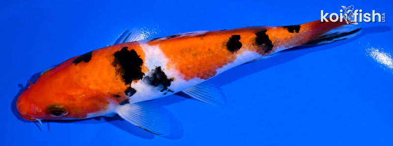 6.5" SANKE