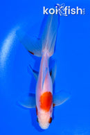 5.5" WATONAI GOLDFISH