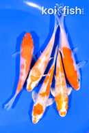 PACK OF (5) 4-4.25" STANDARD KOI
