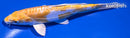 6" DOITSU LEMON HARIWAKE