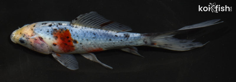8" SHUBUNKIN GOLDFISH