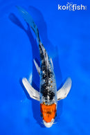 5" YAMATO NISHIKI BUTTERFLY