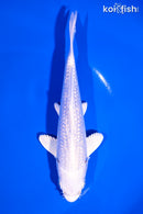 6.5" GINRIN PLATINUM OGON