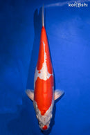 16.5" KIKUSUI