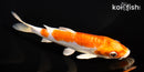5.5" KIKUSUI