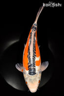 13.75" HI SHUSUI