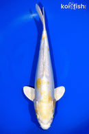 13.75" DOITSU LEMON HARIWAKE