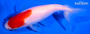 4.75" SARASA WAKIN GOLDFISH
