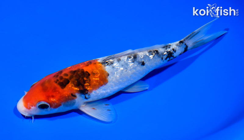 7" GINRIN SANKE