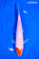 7.75" KOHAKU