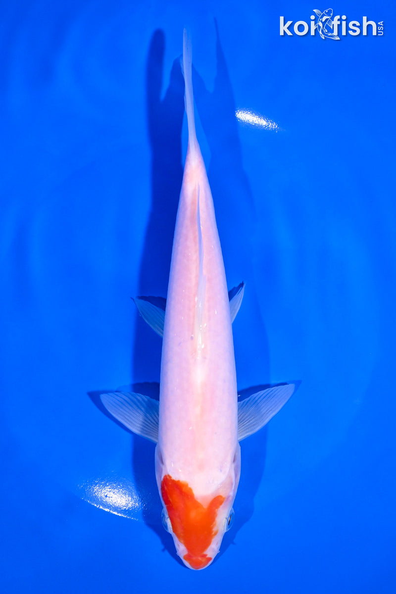 7.75" KOHAKU