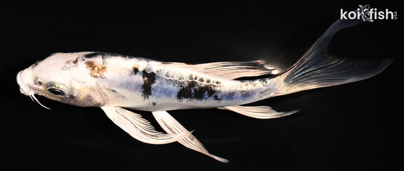 5.5" DOITSU GIN SHIRO BEKKO BUTTERFLY