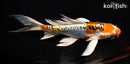 6.75" DOITSU KUJAKU BUTTERFLY
