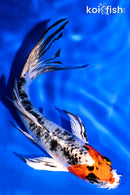 5.25" YAMATO NISHIKI BUTTERFLY