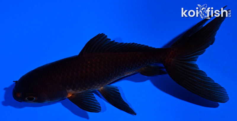 4.25" WATONAI GOLDFISH