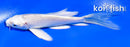 4" PLATINUM OGON BUTTERFLY