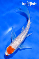 5" GINRIN KUCHIBENI TANCHO HARIWAKE BUTTERFLY