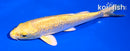 6" GINRIN YAMABUKI OGON