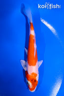 4.5" HARIWAKE
