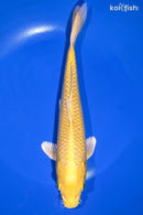 9" YAMABUKI OGON