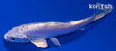 4.25" DOITSU LEMON HARIWAKE