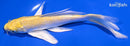 7" YAMABUKI OGON BUTTERFLY