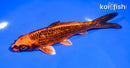 5.5" GINRIN ORENJI MATSUBA