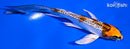 5.5" GINRIN KUJAKU BUTTERFLY