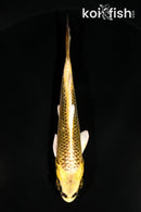 4.5" KI MATSUBA