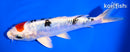 6.5" TANCHO HEISEI NISHIKI