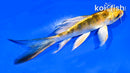 5" KUJAKU BUTTERFLY