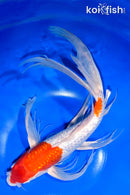 14.25" GINRIN KOHAKU BUTTERFLY