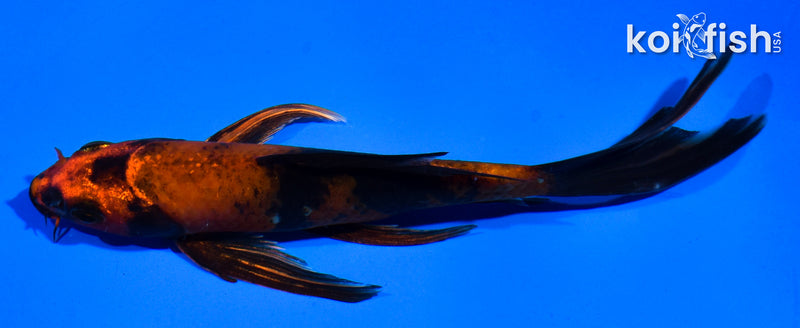 5.5" KIN HI UTSURI BUTTERFLY