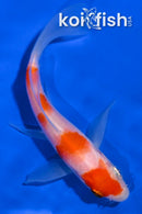 4.75" KOHAKU BUTTERFLY