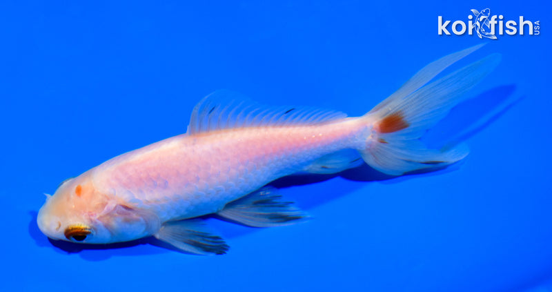 5.5" WAKIN GOLDFISH