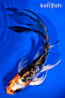 6" ARAGOKE BENI KIKOKURYU BUTTERFLY