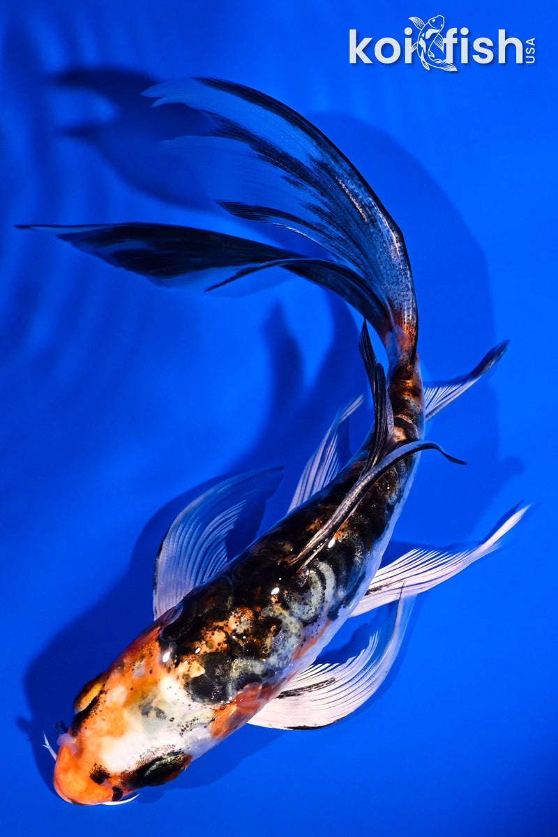 6" ARAGOKE BENI KIKOKURYU BUTTERFLY